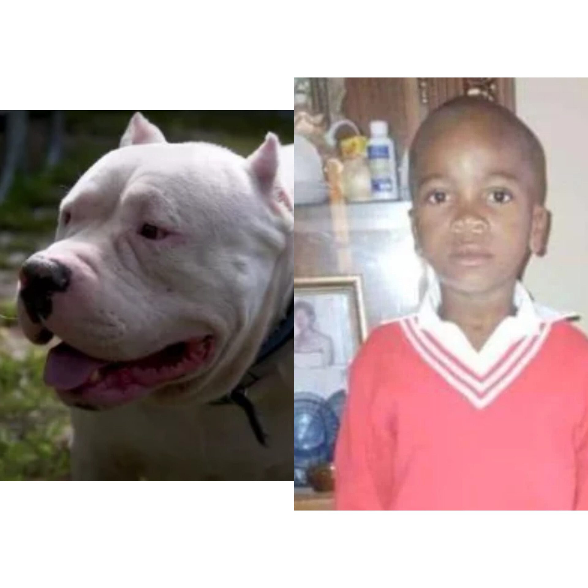 5-year-old boy torn apart by two pit bulls